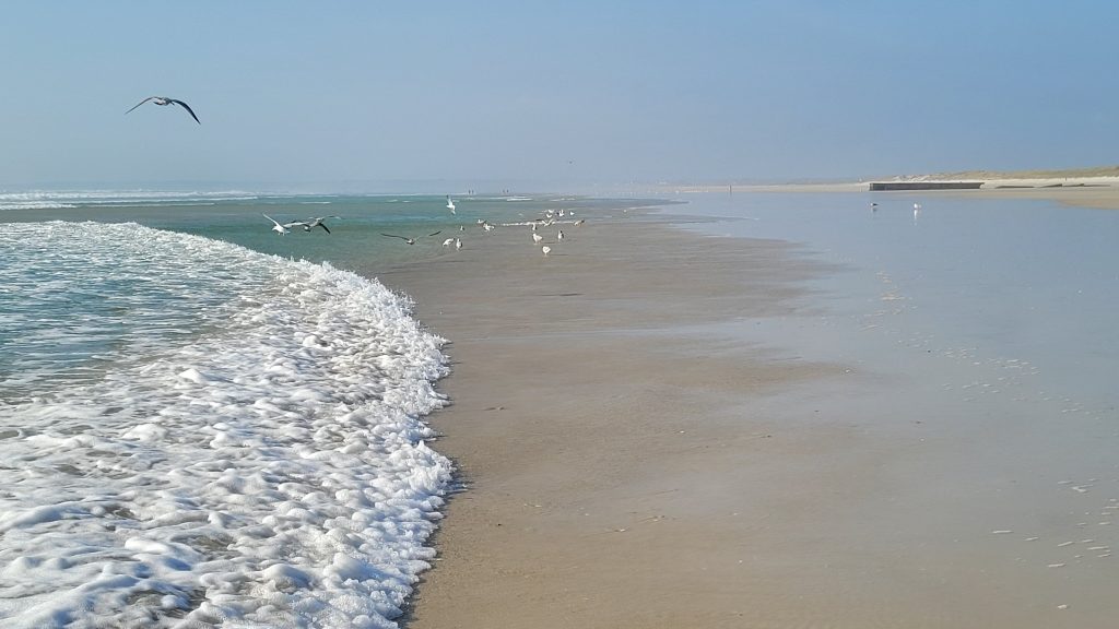 plade de La Torche